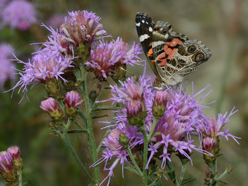 American Lady on Blazing Star (<i>Liatris</i> sp.); photo &copy; VA DCR-DNH, Gar